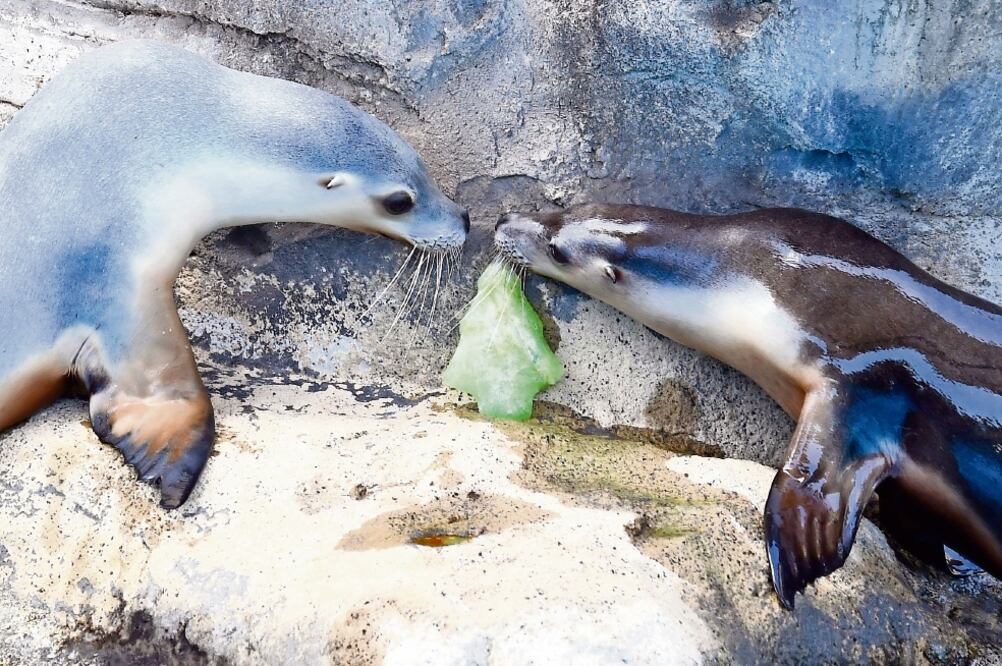 El Verde busca que todas las ballenas, los delfines, las focas y lobos marinos que se encuentran en el país y en cautiverio para fines distintos a la investigación sean la última generación para esos fines (ARCHIVO EL UNIVERSAL)