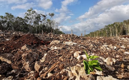 Juez da segunda suspensión provisional que frena el Tramo 5 del Tren Maya