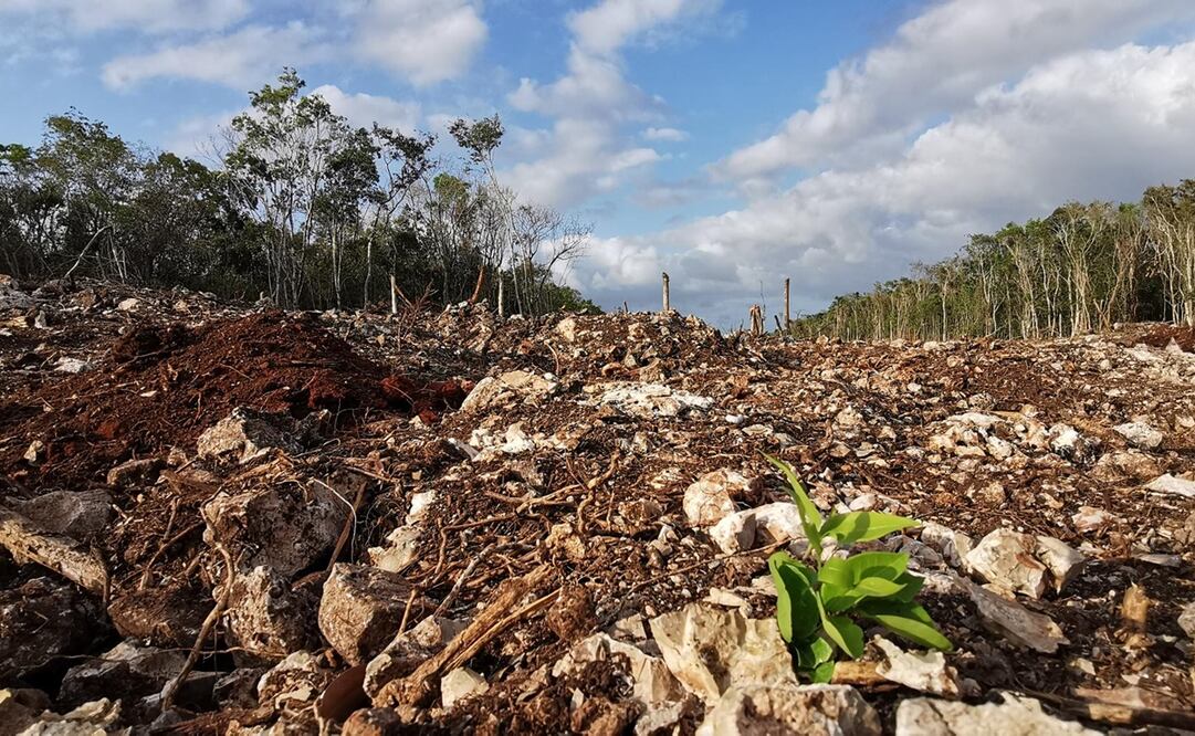 Foto: Adriana Varillas / EL UNIVERSAL