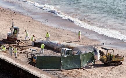 Ballena muerta servirá para crear biocombustible