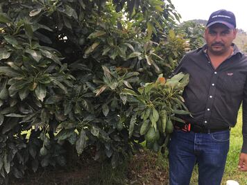 Alza del aguacate por escasez y mayor demanda, dice empacador