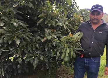 Alza del aguacate por escasez y mayor demanda, dice empacador