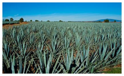 Su encanto no sólo es el tequila