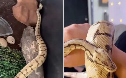 VIDEO: Buscan a “Pancho”, pitón mascota desaparecido en Ciudad Victoria; es “mansito, no agresivo”, dicen