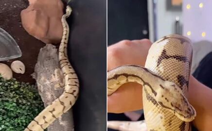 VIDEO: Buscan a “Pancho”, pitón mascota desaparecido en Ciudad Victoria; es “mansito, no agresivo”, dicen