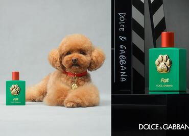 Esto cuesta el lujoso perfume para perros de Dolce & Gabbana