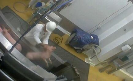 Escándalo en Francia por maltrato animal en matadero