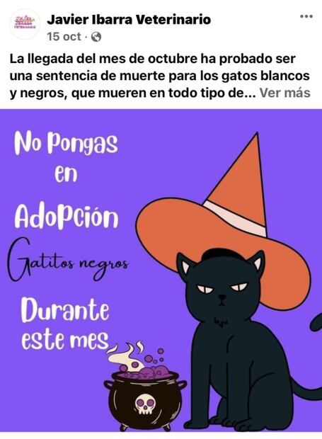 Protectoras de animales en Sonora piden proteger a gatos negros por ritos satánicos en Halloween