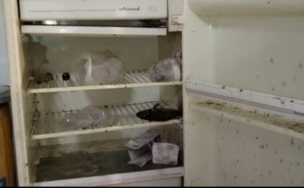 Aseguran local con cadáveres de animales destazados en SLP; descartan venta de carne para tacos