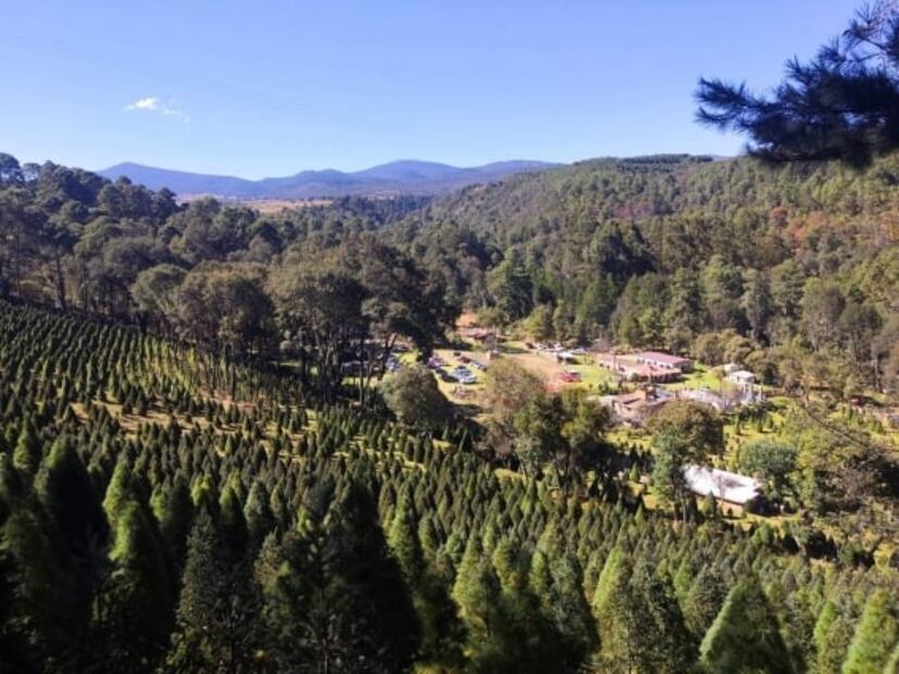 6 lugares donde comprar tu árbol de Navidad y pasar un gran día