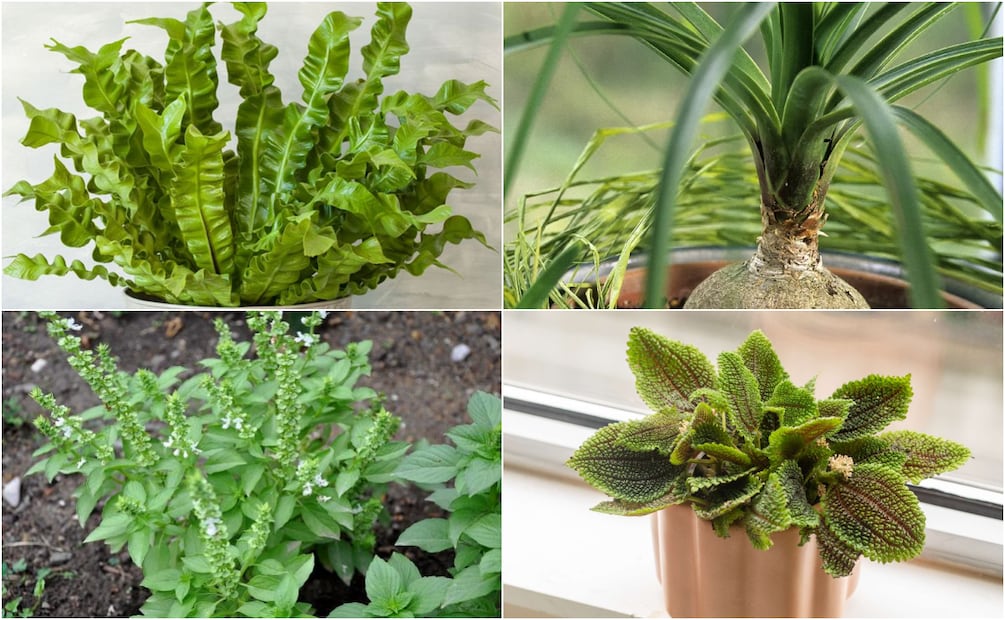 Plantas seguras para tu gato. Foto: Redes sociales