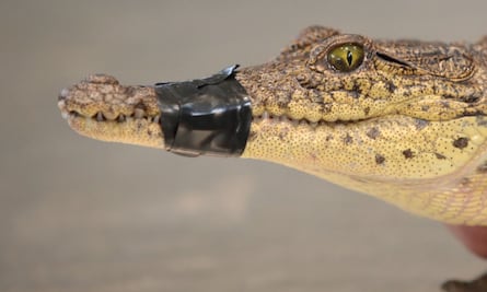 Capturan a cocodrilo de pantano en Ramos Arizpe, Coahuila; la especie no se encuentra de manera natural en el estado