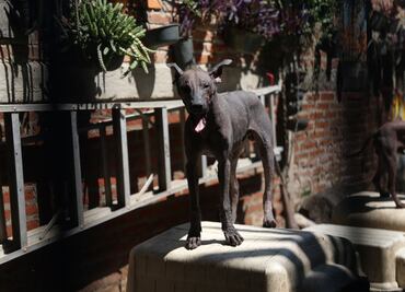 ¿Qué relación existe entre los animales y la muerte?