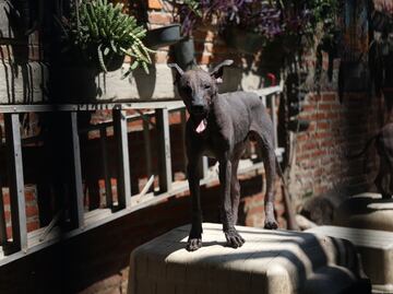 ¿Qué relación existe entre los animales y la muerte?