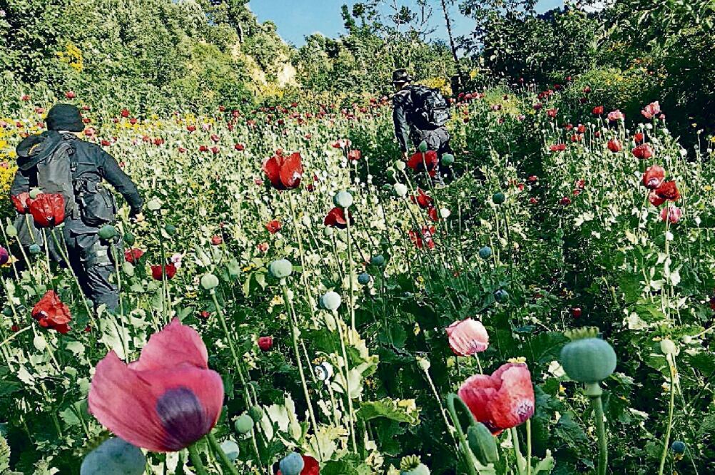 En la propuesta sobre el tema se explica que legalizar la siembra de amapola impactará los ingresos de los grupos criminales (ARCHIVO EL UNIVERSAL)