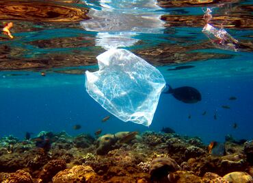 Semarnat lanza campaña para detener contaminación y saqueo de especies en mares