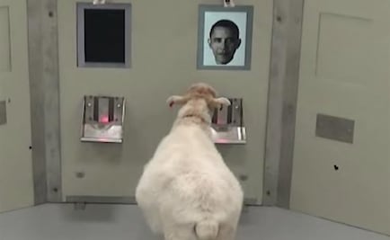 Estudio demuestra que las ovejas reconocen personas por fotos