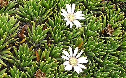 Para qué sirve comer pupusa, planta medicinal andina