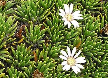 Para qué sirve comer pupusa, planta medicinal andina