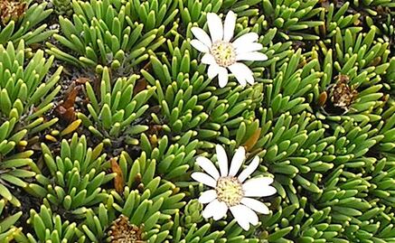 Para qué sirve comer pupusa, planta medicinal andina