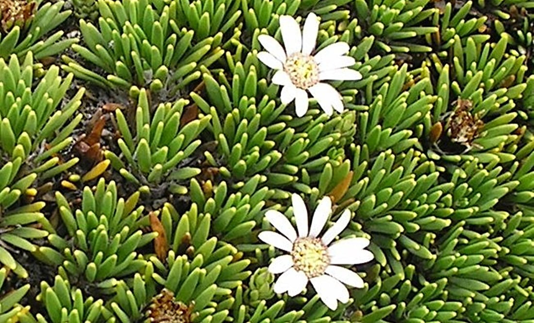 La pupusa es una planta andina valorada por sus propiedades medicinales. Foto: Wikimedia Commons