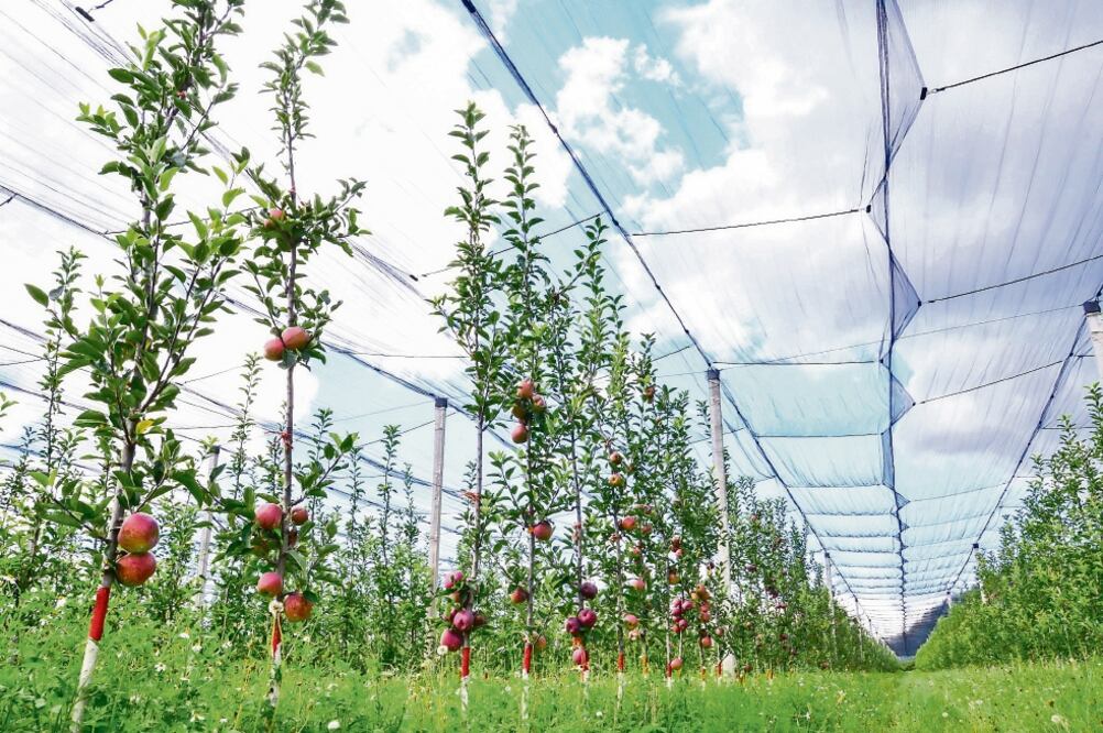 La manzana necesita bajas temperaturas para florecer; la falta de éstas podría adelantar su ciclo provocando una calidad inferior (CORTESÍA LA NORTEÑITA)