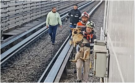 VIDEO: Rescatan a lomito de vías de Línea B del Metro; será trasladado al Centro de Transferencia Canina