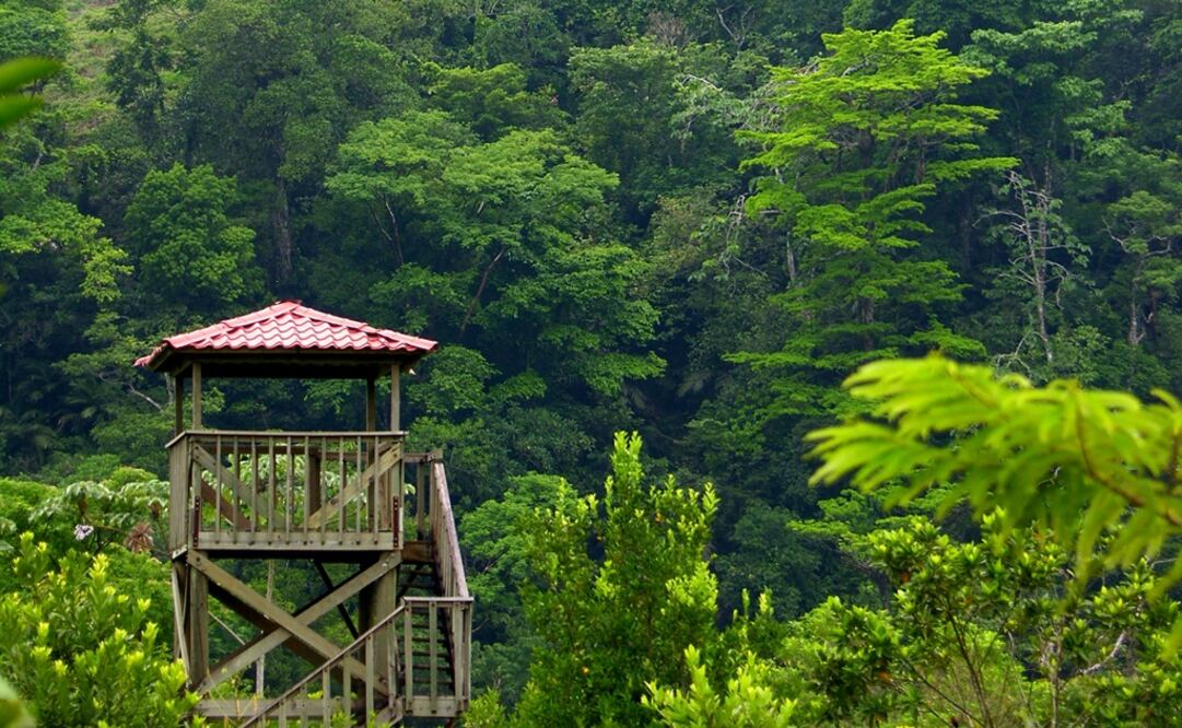 Caminatas en medio de la selva veracruzana. (Foto: Red de Ecoturismo Comunitario Los Tuxtlas)