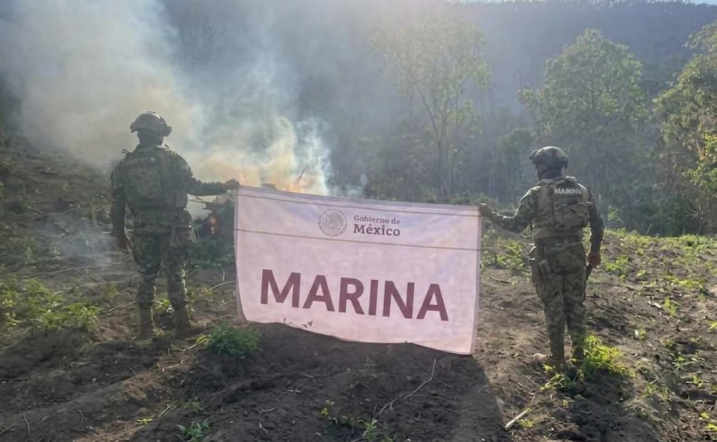 Integrantes de Infantería de Marina localizaron y erradicaron un plantío de marihuana en el municipio de Arteaga, Michoacán. Foto: Especial