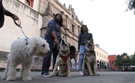 Pide PT dar importancia al secuestro de mascotas
