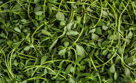 Conoce la importancia de los quelites en la alimentación