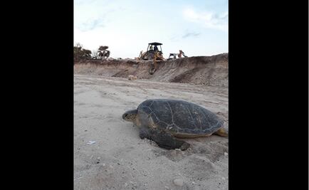 Malas prácticas de turistas ponen en riesgo tortugas en Quintana Roo
