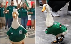 Mundial 2026: lanzan corrido inspirado en el Pato Merlín; esto dice la letra