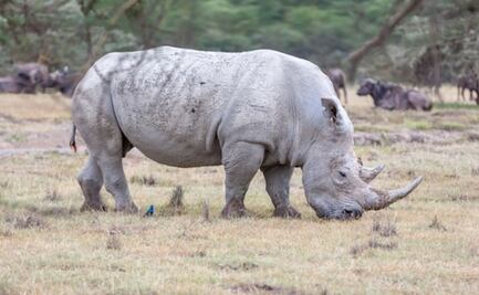 ¿Cuántos rinocerontes blancos quedan en el mundo?; biólogo responde
