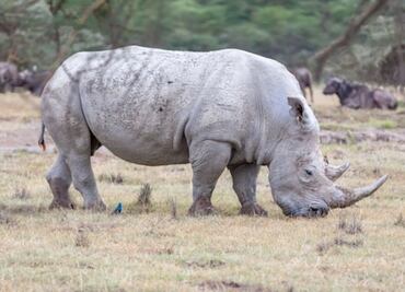 ¿Cuántos rinocerontes blancos quedan en el mundo?; biólogo responde
