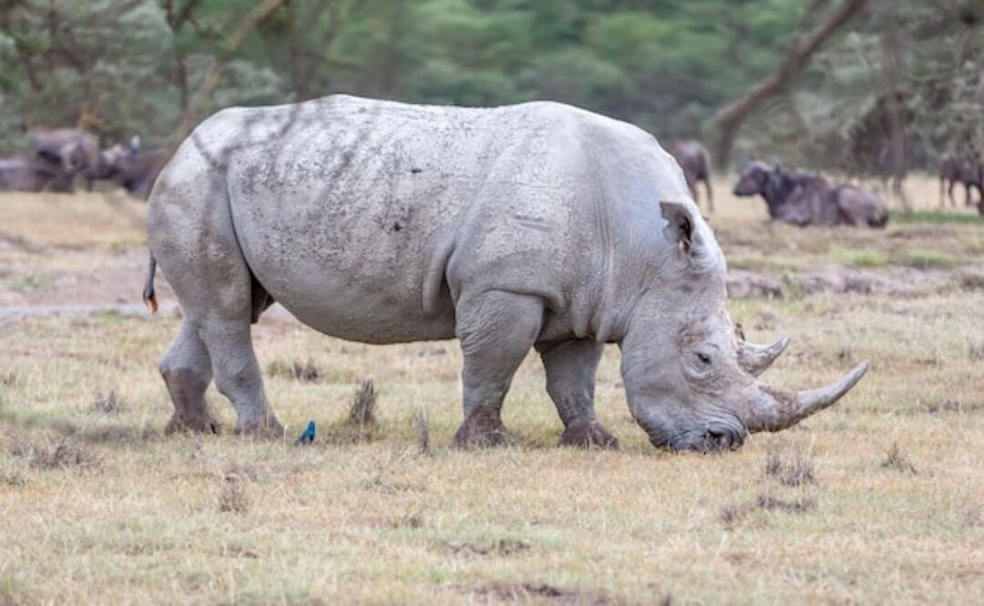 Salvar al rinoceronte blanco es una responsabilidad global. Fuente: Freepik.