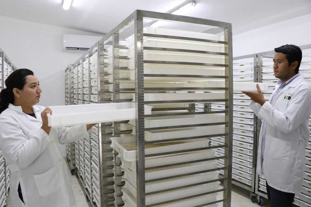 Foto: Especial / Investigadores de la UADY trabajan en nuevas tecnologías para abatir el dengue estas teorías fueron presentadas a nivel internacional 