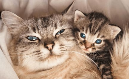 Descubre los síntomas de una gata embarazada