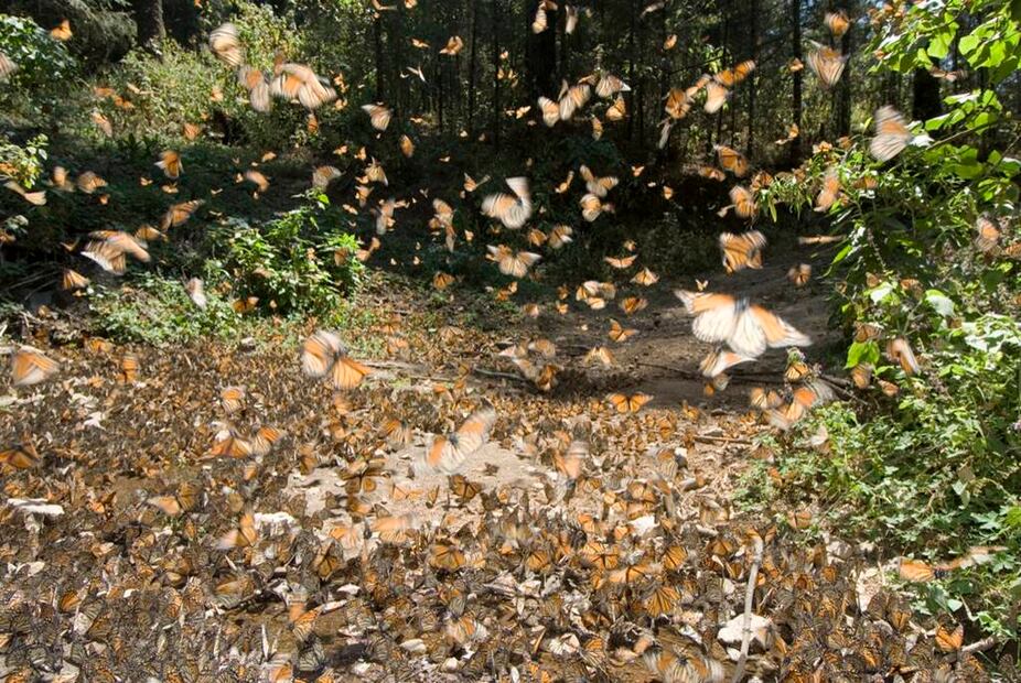 Foto: Sectur Michoacán