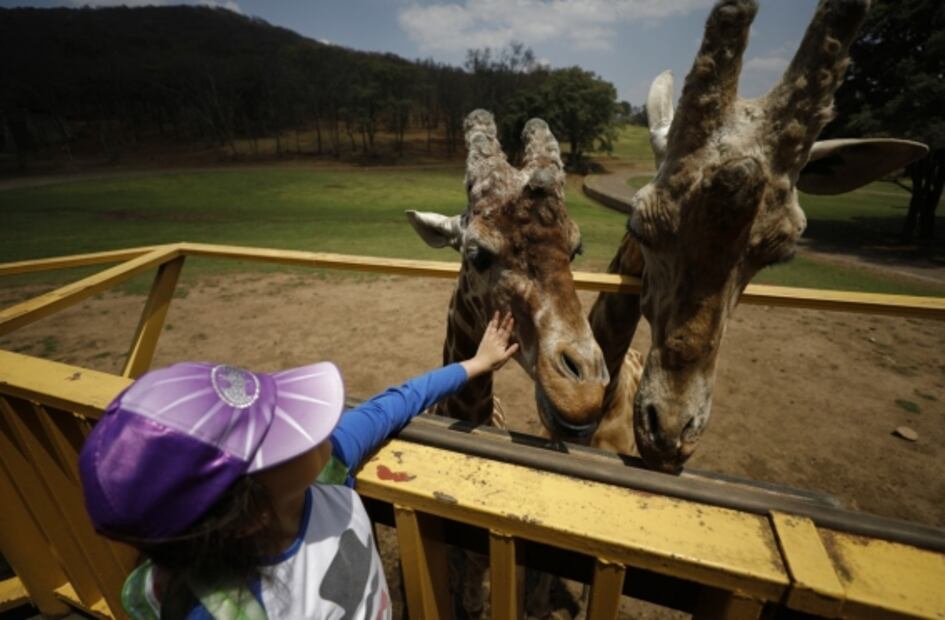 ¿Por qué la ausencia de la proteína que nos da el sentido del tacto podría afectar la vista y el oído?