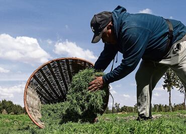 A pesar del clima, habrá romeritos para Navidad