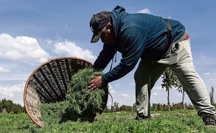 A pesar del clima, habrá romeritos para Navidad