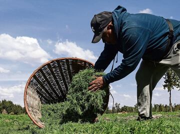 A pesar del clima, habrá romeritos para Navidad