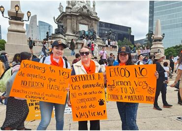“Seamos la voz de aquellos que no pueden hablar”: Activistas exigen se castigue la tortura animal; piden se erradique la corrida de toros