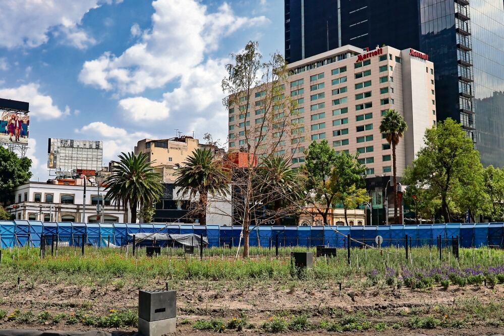 El segundo ahuehuete se colocó el 19 de mayo pasado, luego de que el primero muriera y fuera retirado el 11 de marzo. Foto: Hugo Salvador / El Universal