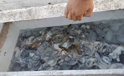 Conapesca decomisa más de 72 toneladas de especies marinas en diciembre