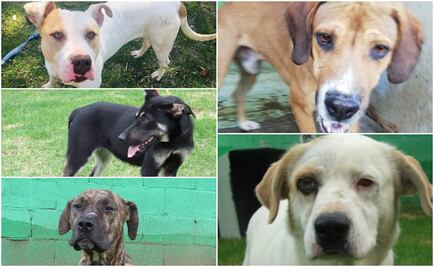 Perros rescatados en instalaciones del Metro esperan ser adoptados