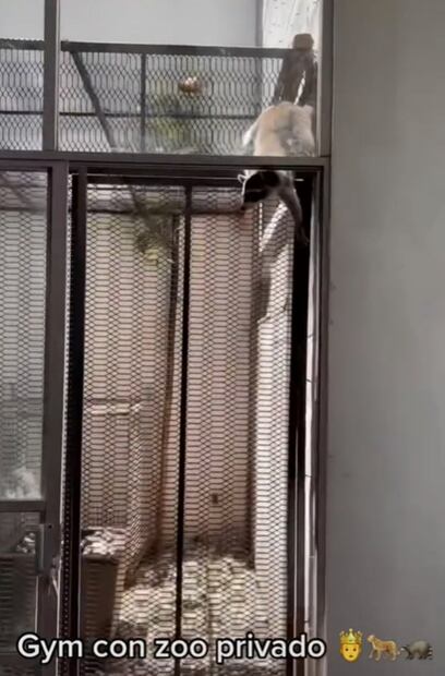 El influencer Fofo Máquez presume su peculiar mascota y otros lujos de su habitación