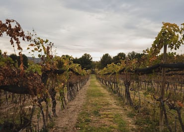 Esto es Coahuila: un paraíso vitivinícola