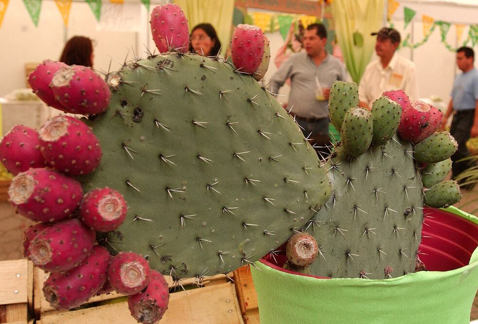 La gastronomía representada en el Escudo Nacional